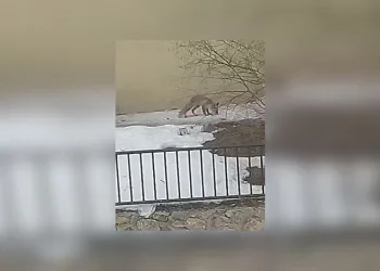 Vali Ali Çelik, şehit ve gazi ailelerini ziyaret etti