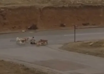 Yakıt deposundan litrelerce uyuşturucu çıktı