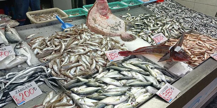 Gözde balıklar kalkan ve kırlangıç