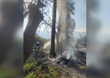 Porsuk Çayı’ndan çıkan su samuru görenleri tedirgin etti