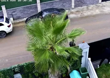 Aydın’da ruhsatsız silah taşıyan 8 kişi yakalandı