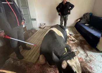 Ailesini katleden polis memuru 8 yıl önce güvercin kurtarmış
