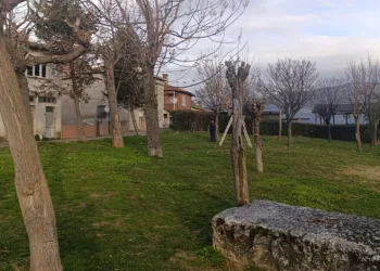 Park ve Yeşil Alanlarda Budama Çalışmaları Sürüyor