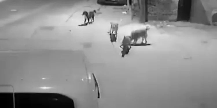 Bursa’da sahipsiz köpekler kediyi parçaladı