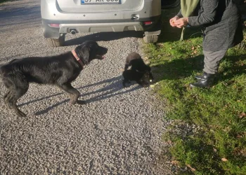 Sinop’ta ölüme terk edilen köpekler kurtarılmayı bekliyor