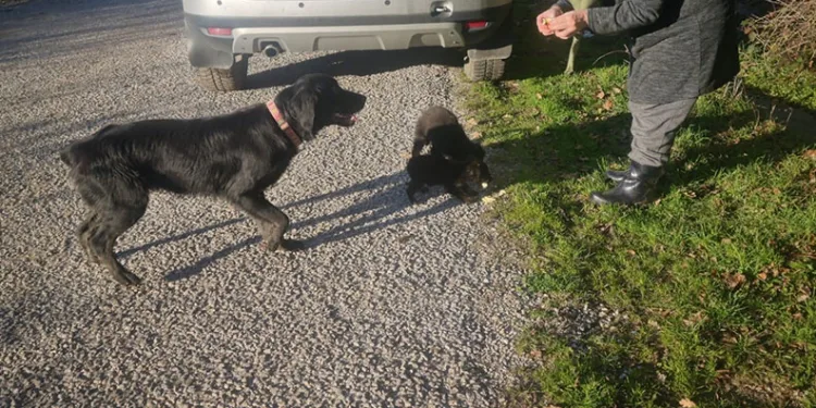 Sinop’ta ölüme terk edilen köpekler kurtarılmayı bekliyor