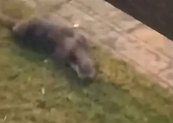 Porsuk Çayı’ndan çıkan su samuru görenleri tedirgin etti