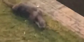 Porsuk Çayı’ndan çıkan su samuru görenleri tedirgin etti