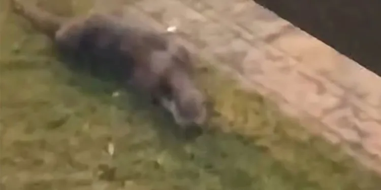Porsuk Çayı’ndan çıkan su samuru görenleri tedirgin etti