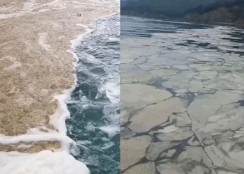 Gemlik Körfezi’nde müsilaj kabusu