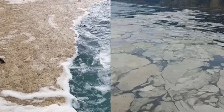 Gemlik Körfezi’nde müsilaj kabusu