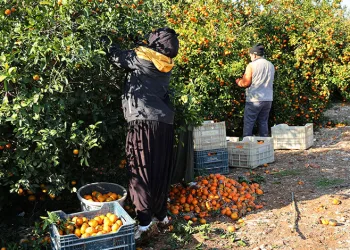 Aydın’da 1 yılda çocuklar için 115 milyon TL destek ödemesi yapıldı