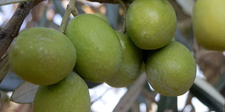 Mersin’de 150 bin ton zeytin rekoltesi elde edildi