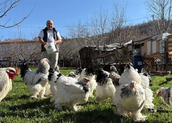 Mersin’de 150 bin ton zeytin rekoltesi elde edildi
