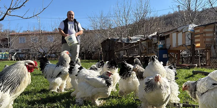 Mersin’de 150 bin ton zeytin rekoltesi elde edildi