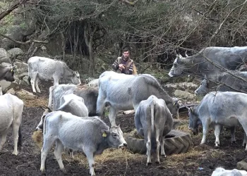 Bursa’da maden ocağında göçük: Patlatma sorumlusu hayatını kaybetti