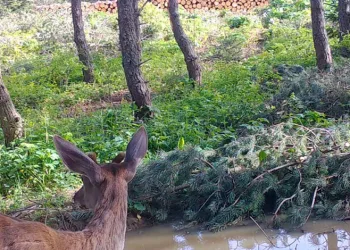 Tekirdağ’da sis etkili oldu