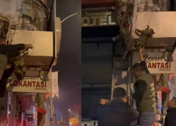 İznik’te kablolara dolanan kedi kurtarıldı