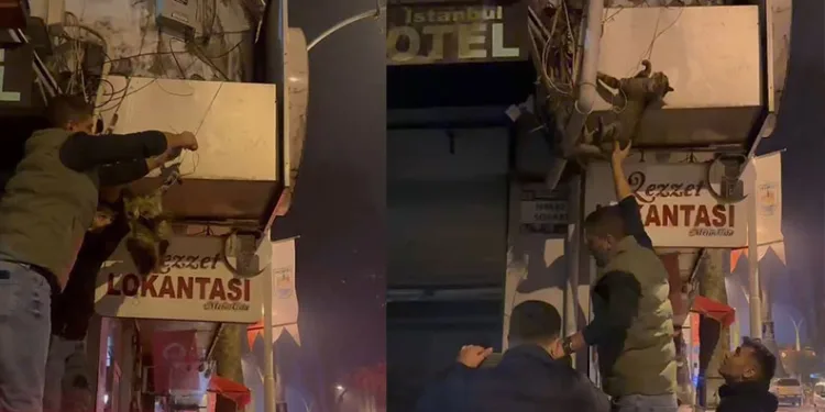 İznik’te kablolara dolanan kedi kurtarıldı