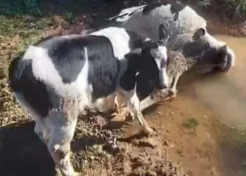 Çamura saplanarak derede mahsur kalan inek, iş makinesiyle kurtarıldı