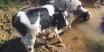 Çamura saplanarak derede mahsur kalan inek, iş makinesiyle kurtarıldı