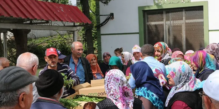 Sinop’ta ölüme terk edilen köpekler kurtarılmayı bekliyor
