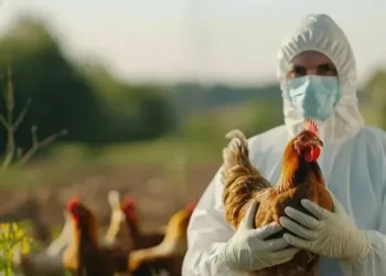 ABD’de kuş gribine bağlı ilk can kaybı
