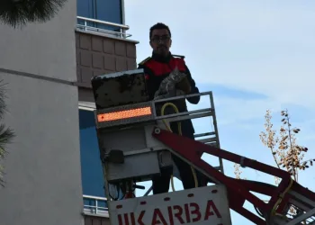 Ağaçta mahsur kalan kedi