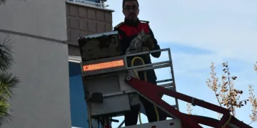 Ağaçta mahsur kalan kedi
