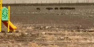 Mardin’de domuz sürüsü görüldü