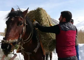 Hayvanlara bilinçsiz yem bırakmayın