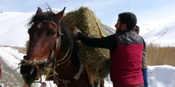 Hayvanlara bilinçsiz yem bırakmayın