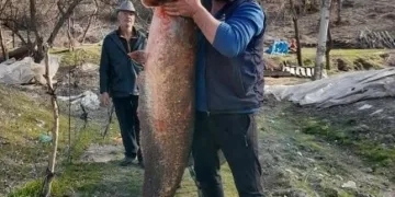 Burdur’da gölde tutulan dev yayın balığı