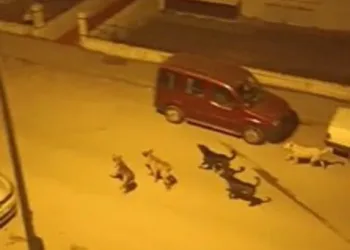 Ankara’da mahalleli başıboş köpekler nedeniyle geceleri uyuyamıyor