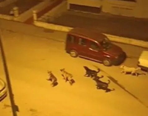 Ankara’da mahalleli başıboş köpekler nedeniyle geceleri uyuyamıyor