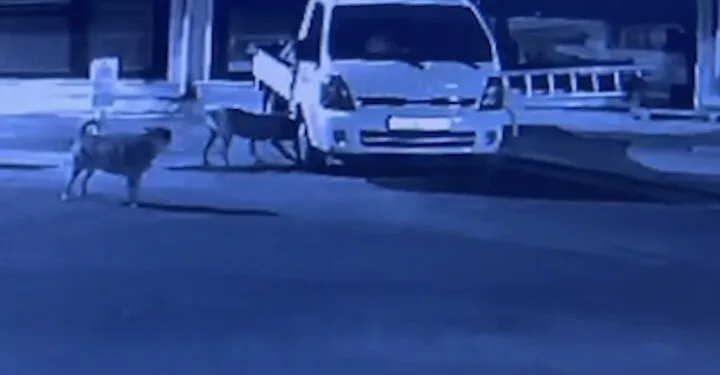 Ankara’da mahalleli başıboş köpekler nedeniyle geceleri uyuyamıyor