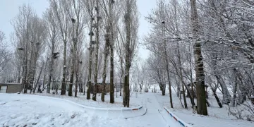 ağrı-don
