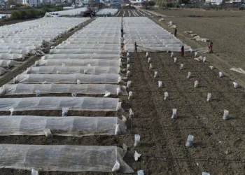 Çiftçi, üretim için sera kuruyor