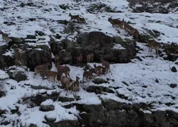 Sürü halinde gezen dağ keçileri görüntülendi