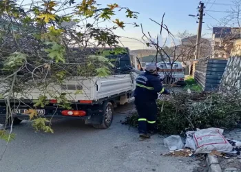 Körfez’de ağaçların bakımı sürüyor