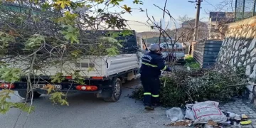 Körfez’de ağaçların bakımı sürüyor