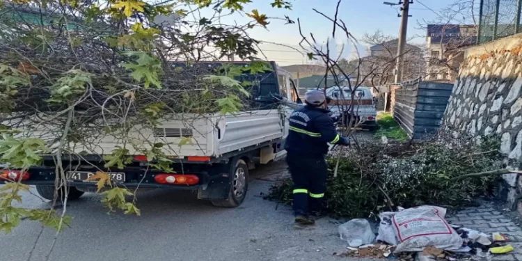 Körfez’de ağaçların bakımı sürüyor
