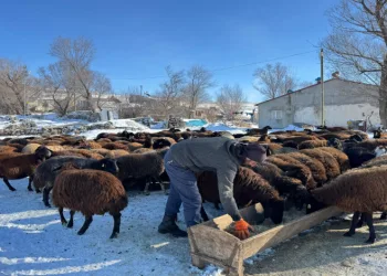 Dondurucu soğuklara rağmen hayvancılığı sürdürüyor