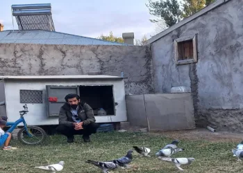 Soba yakarak güvercinlerini donmaktan koruyor