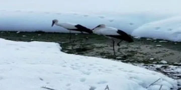 Özalp’te iki leylek dondurucu soğuğa direniyor
