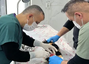 Hakkari’de donma tehlikesi geçiren kediler kurtarıldı