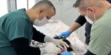 Hakkari’de donma tehlikesi geçiren kediler kurtarıldı