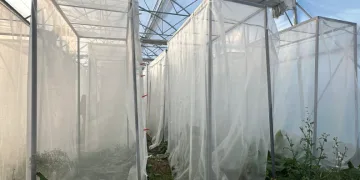 Melezleme yöntemiyle yeni kenevi elde etmeye çalışıyorlar