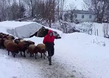 Besicilerin kar altında zorlu mesaisi