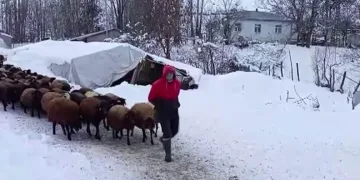 Besicilerin kar altında zorlu mesaisi